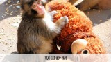 パンチくんのサル山に侵入した疑い　千葉・市川、男2人を逮捕