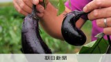 朝日新聞