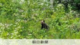 ジャンプ台付近にクマ、緊急銃猟で駆除 「合宿のまち」北海道士別市