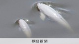 家族でTDRに？子連れのスナメリ、東京湾奥部で撮影「貴重な記録」
